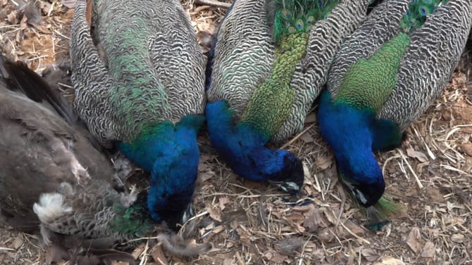 ನೆಲಮಂಗಲದಲ್ಲಿ 6 ನವಿಲು ಸಾವು: ವಿಷ ಪ್ರಾಶನಮಾಡಿ ಕೊಂದಿರುವ ಶಂಕೆ