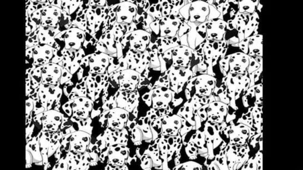 Optical Illusion: ಈ ಚಿತ್ರದಲ್ಲಿರುವ ಚುಕ್ಕೆಗಳಿಲ್ಲದ ಶ್ವಾನವನ್ನು  ಜಸ್ಟ್ 5 ಸೆಕೆಂಡುಗಳಲ್ಲಿ ಗುರುತಿಸಬಲ್ಲಿರಾ