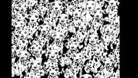 ಈ ಚಿತ್ರದಲ್ಲಿರುವ ಚುಕ್ಕೆಗಳಿಲ್ಲದ ಶ್ವಾನವನ್ನು ಗುರುತಿಸಬಲ್ಲಿರಾ