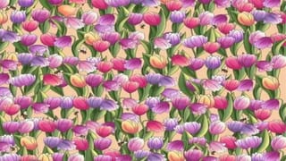 ಆಸ್ಟ್ರೇಲಿಯಾದ ರೈಲ್ವೆ ನಿಲ್ದಾಣದಲ್ಲಿ ಪರ್ಸ್​ ಮರೆತು ಹೋದ ಭಾರತದ ಯುವತಿ, ಆಮೇಲೇನಾಯ್ತು?