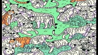 Optical Illusion: ಈ ಚಿತ್ರದಲ್ಲಿ ಹುಲಿಗಳ ನಡುವೆ ಅಡಗಿರುವ ಜೀಬ್ರಾವನ್ನು ಕಂಡು ಹಿಡಿಯಬಲ್ಲಿರಾ