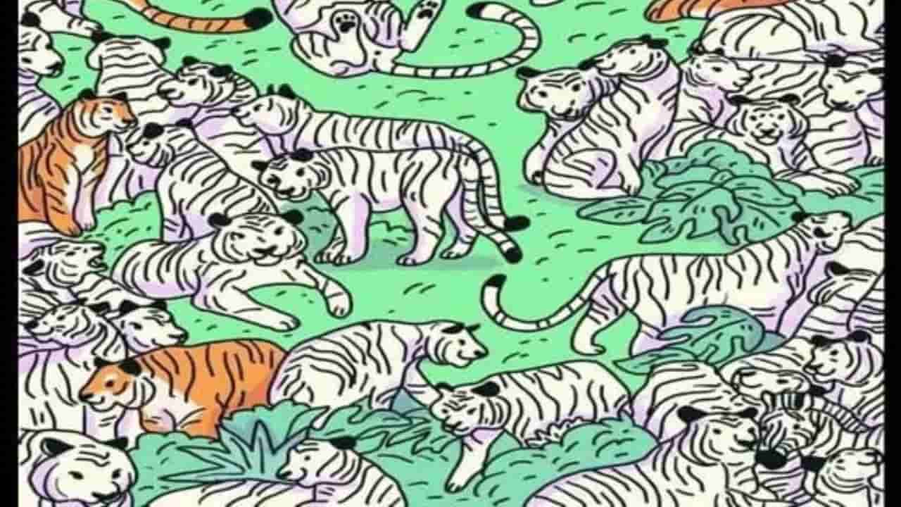Optical Illusion: ಈ ಚಿತ್ರದಲ್ಲಿ ಹುಲಿಗಳ ನಡುವೆ ಅಡಗಿರುವ ಜೀಬ್ರಾವನ್ನು ಕಂಡು ಹಿಡಿಯಬಲ್ಲಿರಾ
