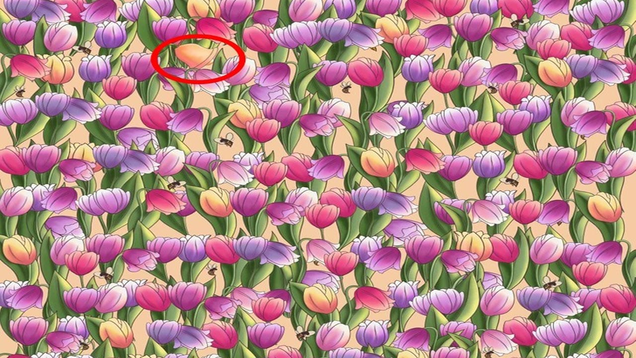 Optical Illusion Answer