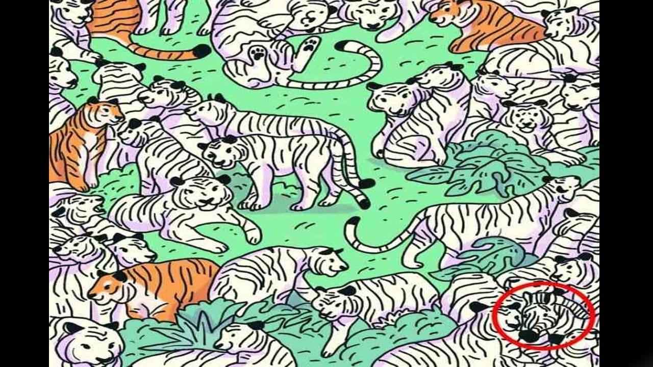 ಆಪ್ಟಿಕಲ್ ಇಲ್ಯೂಷನ್ ಉತ್ತರ