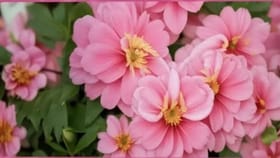 ಗುಲಾಬಿ ಹೂವುಗಳ ಮೇಲಿರುವ ಚಿಟ್ಟೆಯನ್ನು ಹುಡುಕಿ ನೋಡೋಣ