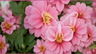 Optical Illusion: ಗುಲಾಬಿ ಹೂವುಗಳ ಮೇಲಿರುವ ಬಣ್ಣದ ಚಿಟ್ಟೆಯನ್ನು ಹುಡುಕಲು ಸಾಧ್ಯವೇ?