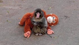 ಗೊಂಬೆಯನ್ನೇ ಸರ್ವಸ್ವ ಎಂದುಕೊಂಡಿರುವ ಕೋತಿಯಿಂದ ಗೊಂಬೆಯನ್ನು ದೂರ ಮಾಡ್ತಾರಾ