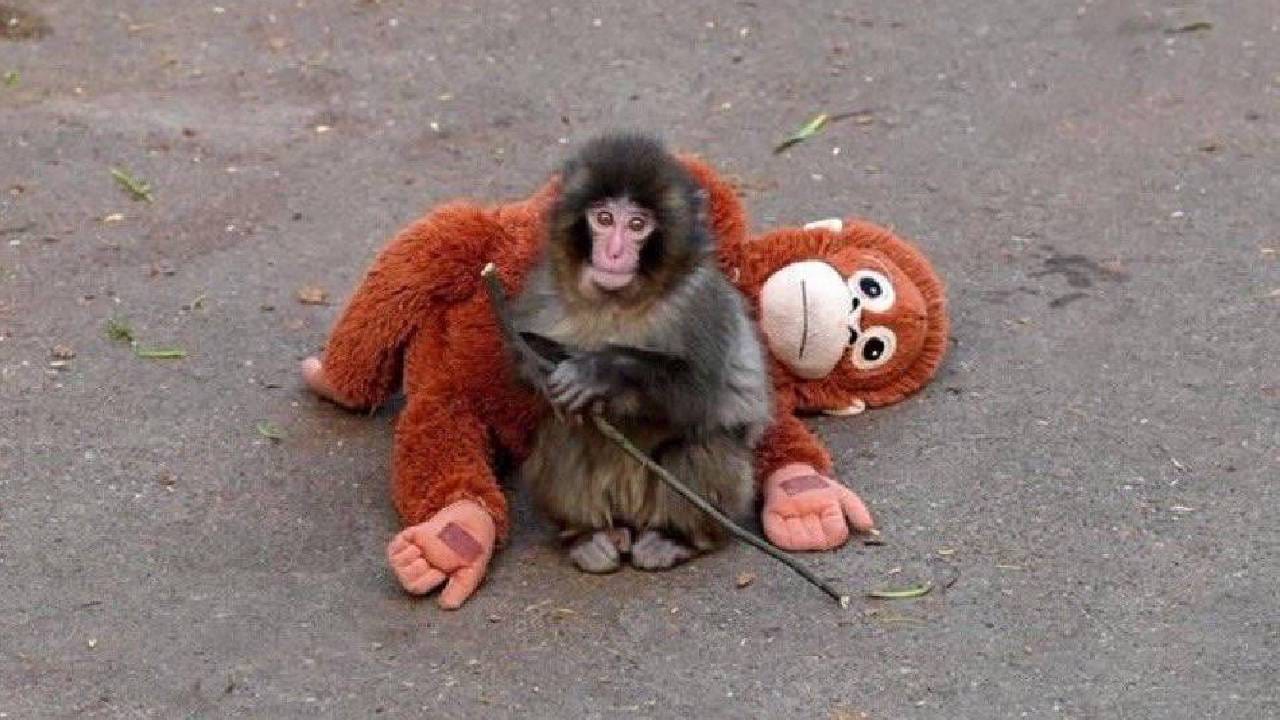 ತಾಯಿಯೂ ಇಲ್ಲ, ಗೊಂಬೆಯನ್ನೇ ಸರ್ವಸ್ವ ಎಂದುಕೊಂಡಿರುವ ಪಂಚ್ ಕೋತಿಯಿಂದ ಗೊಂಬೆಯನ್ನು ದೂರ ಮಾಡ್ತಾರಾ? ತಾಯಿಯೂ ಇಲ್ಲ, ಗೊಂಬೆಯನ್ನೇ ಸರ್ವಸ್ವ ಎಂದುಕೊಂಡಿರುವ ಪಂಚ್ ಕೋತಿಯಿಂದ ಗೊಂಬೆಯನ್ನು ದೂರ ಮಾಡ್ತಾರಾ?