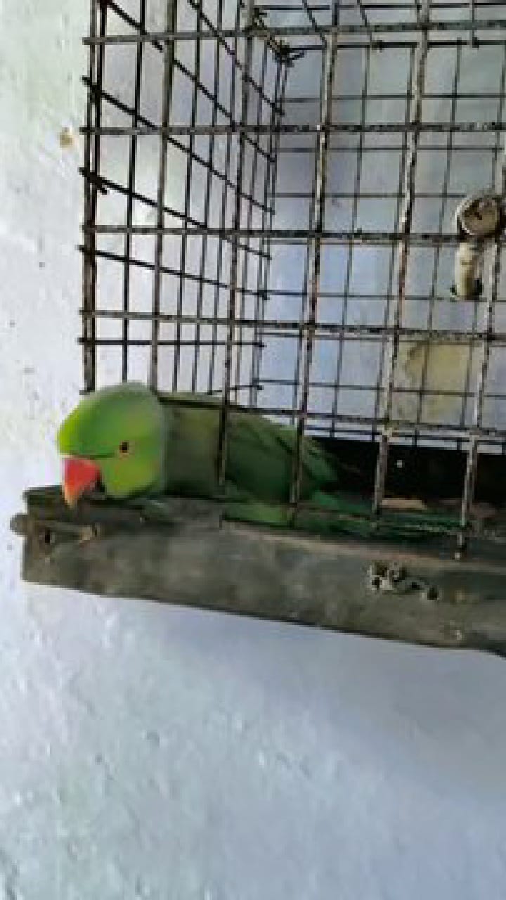 ಟೊಮ್ಯಾಟೋ ಕೊಡದಿದ್ದರೆ ಪೊಲೀಸರಿಗೆ ಹೇಳುತ್ತೇನೆಂದ ಗಿಣಿರಾಮ!