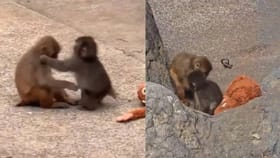 Video: ಪಂಚ್ ಕೋತಿಗೆ ಸಿಕ್ಳು ಹೊಸ ಗರ್ಲ್ಫ್ರೆಂಡ್