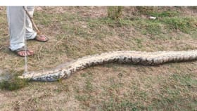 ಬಲೆ ಭಾರವಾಗ್ತಿದೆ ಮೀನಿರಬಹುದು ಎಂದು ಎಳೆದವರಿಗೆ ಸಿಕ್ಕಿದ್ದು ಹೆಬ್ಬಾವು