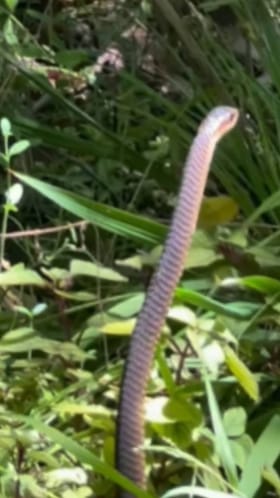 ಬೂಮ್​ಸ್ಲ್ಯಾಂಗ್ ಹಾವಿನ ನೃತ್ಯ ನೋಡಿ