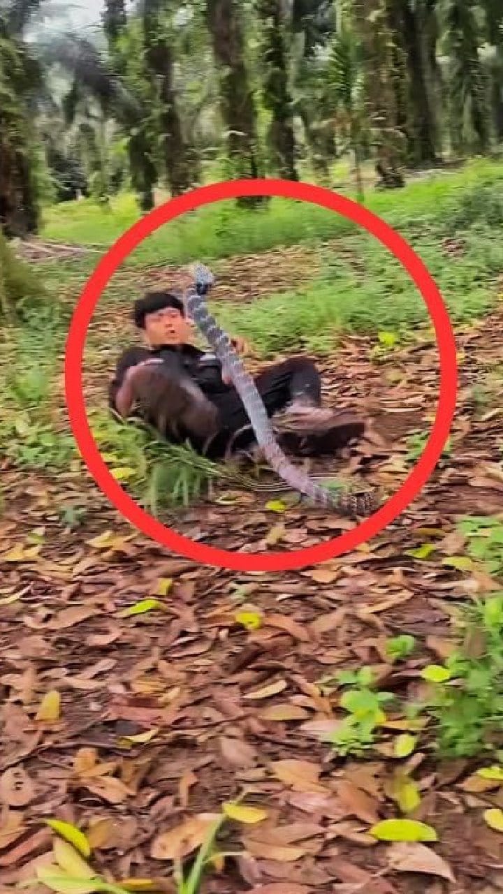 ಹಾವಿನೊಂದಿಗೆ ಸೆಣಸಾಟ; ದಿಢೀರನೆ ದಾಳಿಯಿಂದ ಶಾಕ್ ಆದ ಯುವಕ