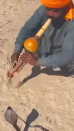 ಪುಂಗಿ ಊದುವವನ ಕೈಗೆ ಕೋಪದಿಂದ ಕಚ್ಚಿದ ಹಾವು