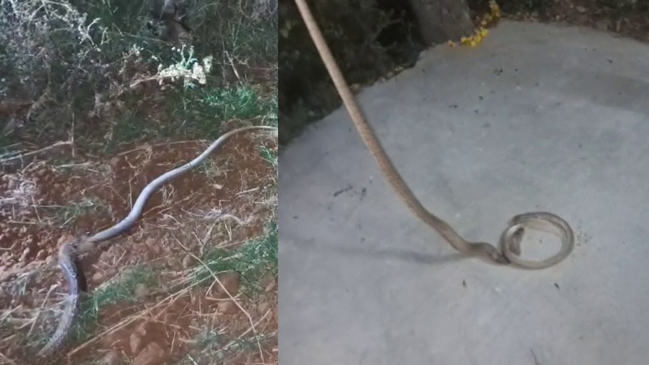 ಭಾರಿ ಗಾತ್ರದ ಹಾವನ್ನು ನುಂಗುತ್ತಿದ್ದ ಮತ್ತೊಂದು ಹಾವು! ಉರಗ ರಕ್ಷಕರಿಂದ ರಕ್ಷಣೆ, ಮೈಜುಮ್ಮೆನ್ನಿಸುವ ವಿಡಿಯೋ ಇಲ್ಲಿದೆ ನೋಡಿ