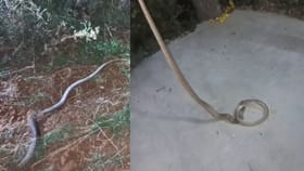 ಮೈಜುಮ್ಮೆನ್ನಿಸುವ ವಿಡಿಯೋ: ಬೃಹತ್ ಹಾವನ್ನು ನುಂಗುತ್ತಿದ್ದ ಮತ್ತೊಂದು ಹಾವು!