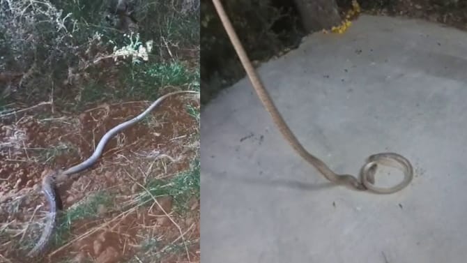 ಮೈಜುಮ್ಮೆನ್ನಿಸುವ ವಿಡಿಯೋ: ಬೃಹತ್ ಹಾವನ್ನು ನುಂಗುತ್ತಿದ್ದ ಮತ್ತೊಂದು ಹಾವು!