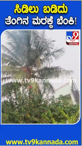 ಸಿಡಿಲು ಬಡಿದು ಹೊತ್ತಿ ಉರಿದ ತೆಂಗಿನ ಮರ