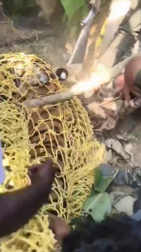 ಜಾನುವಾರು ಕೊಂದು ತಿಂದಿದ್ದ ಹುಲಿ ಕೊನೆಗೂ ಸೆರೆ