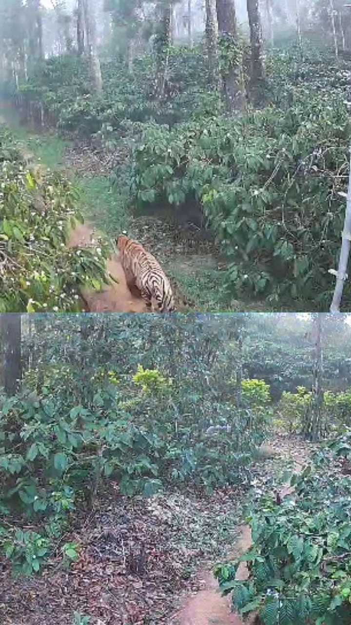 ಮಡಿಕೇರಿ ತೋಟದಲ್ಲಿ ಕಾಣಿಸಿದ ಹುಲಿ!