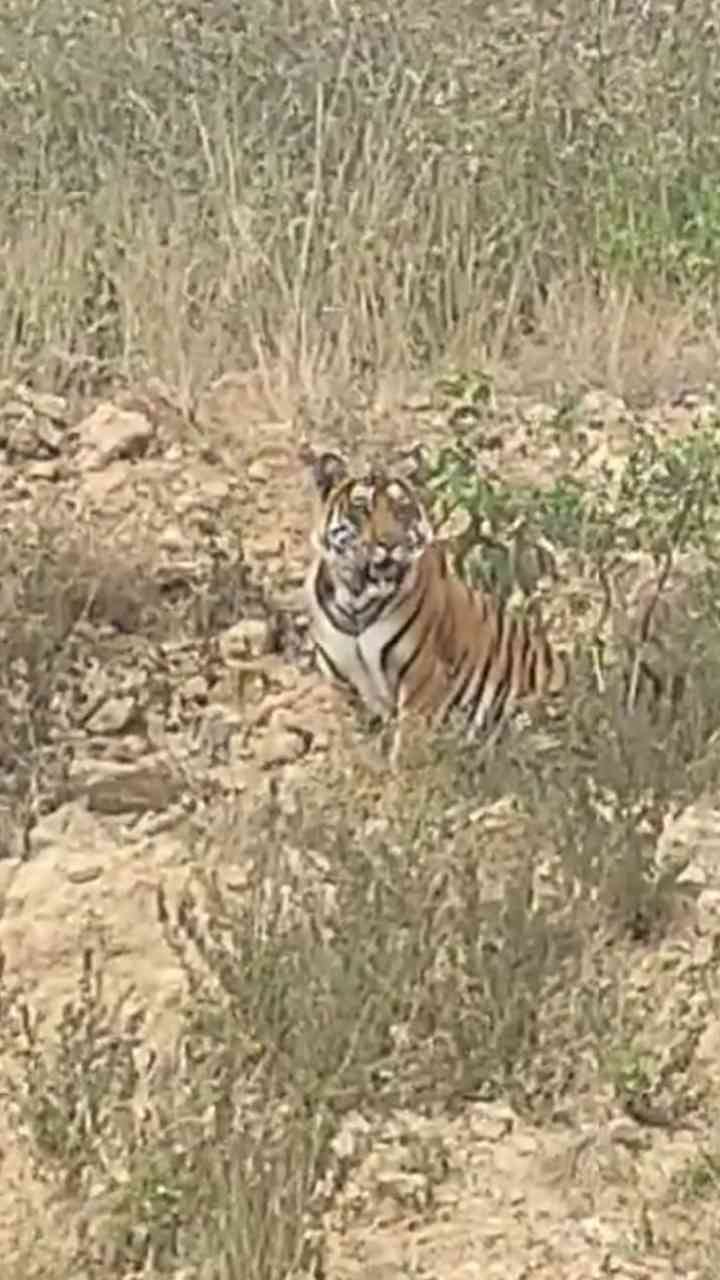 ಚಿಕ್ಕಮಗಳೂರಿನಲ್ಲಿ ಹುಲಿ ಬಂತು ಹುಲಿ