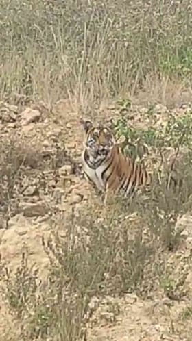 ಚಿಕ್ಕಮಗಳೂರಿನಲ್ಲಿ ಹುಲಿ ಬಂತು ಹುಲಿ