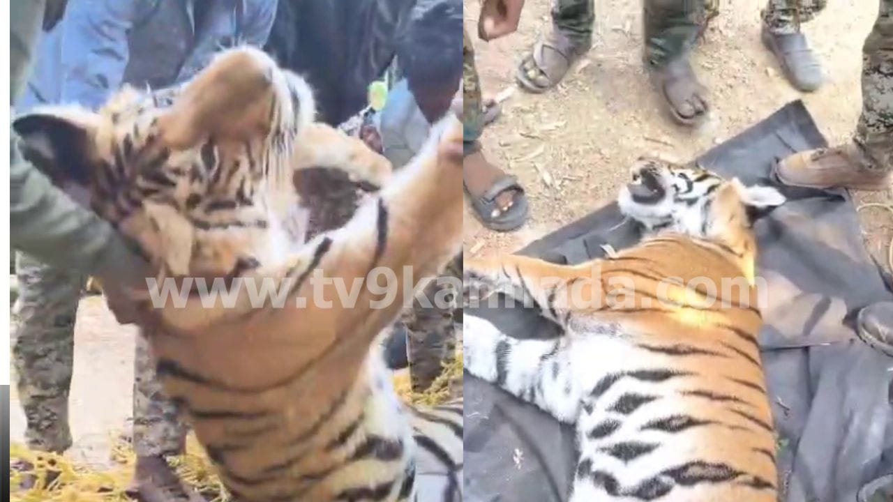 ತಪ್ಪಿತೆಂದು ಹಿಡಿಯಲು ಹೋದಾಗ ದಿಢೀರ್ ಎದ್ದು ದಾಳಿ ಮಾಡಿದ ಹುಲಿ! ಆಮೇಲಾಗಿದ್ದೇ ಬೇರೆ