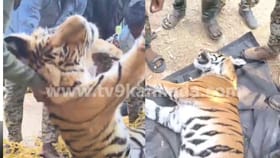 ಪ್ರಜ್ಞೆ ಹೋಯ್ತೆಂದು ಹಿಡಿಯಲು ಹೋದಾಗ ದಾಳಿ ಮಾಡಿದ ಹುಲಿ! ಆಮೇಲಾಗಿದ್ದೆ ಬೇರೆ