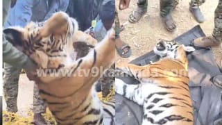 ಪ್ರಜ್ಞೆ ತಪ್ಪಿತೆಂದು ಹಿಡಿಯಲು ಹೋದಾಗ ದಿಢೀರ್ ಎದ್ದು ದಾಳಿ ಮಾಡಿದ ಹುಲಿ! ಆಮೇಲಾಗಿದ್ದೇ ಬೇರೆ