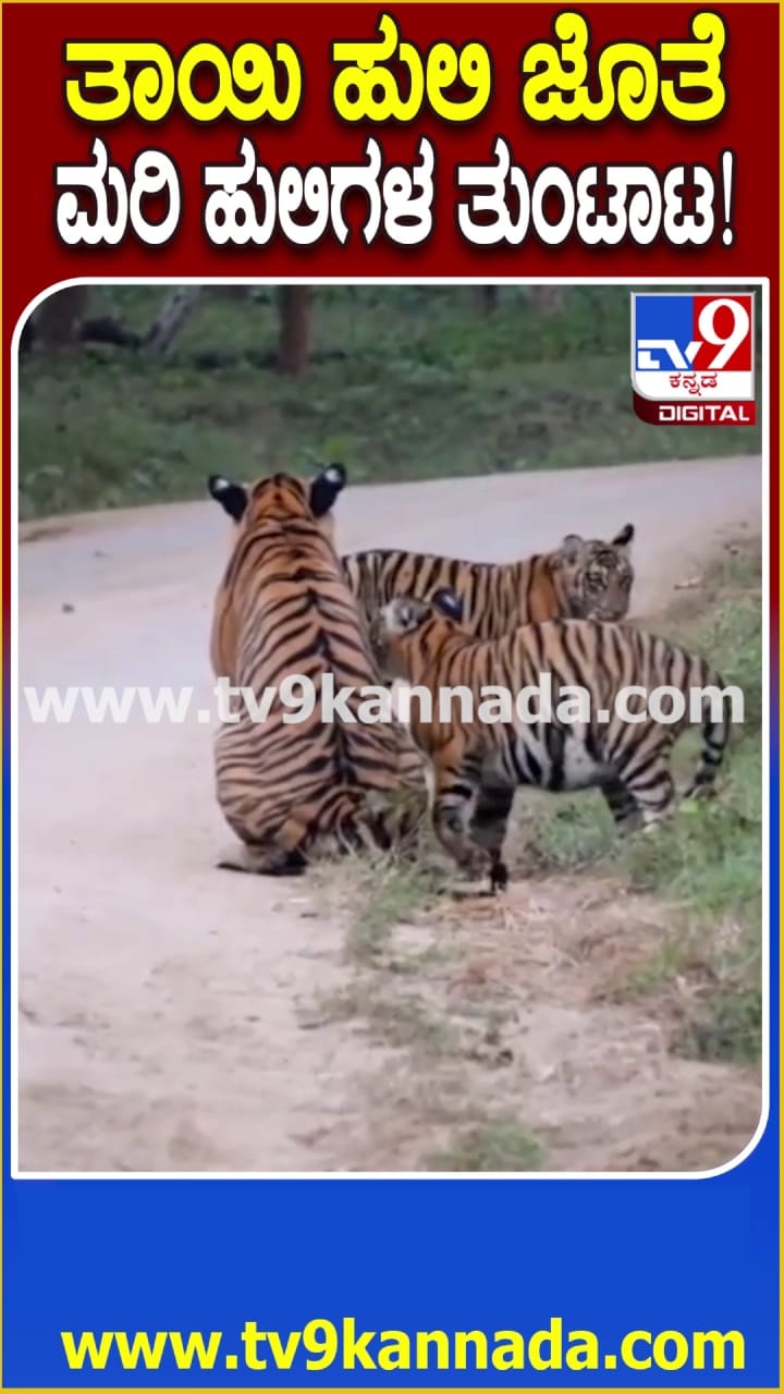 ತಾಯಿ ಜತೆ ಮರಿ ಹುಲಿಗಳ ತುಂಟಾಟ: ವಿಡಿಯೋ ವೈರಲ್