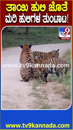 ತಾಯಿ ಜತೆ ಮರಿ ಹುಲಿಗಳ ತುಂಟಾಟ: ವಿಡಿಯೋ ವೈರಲ್