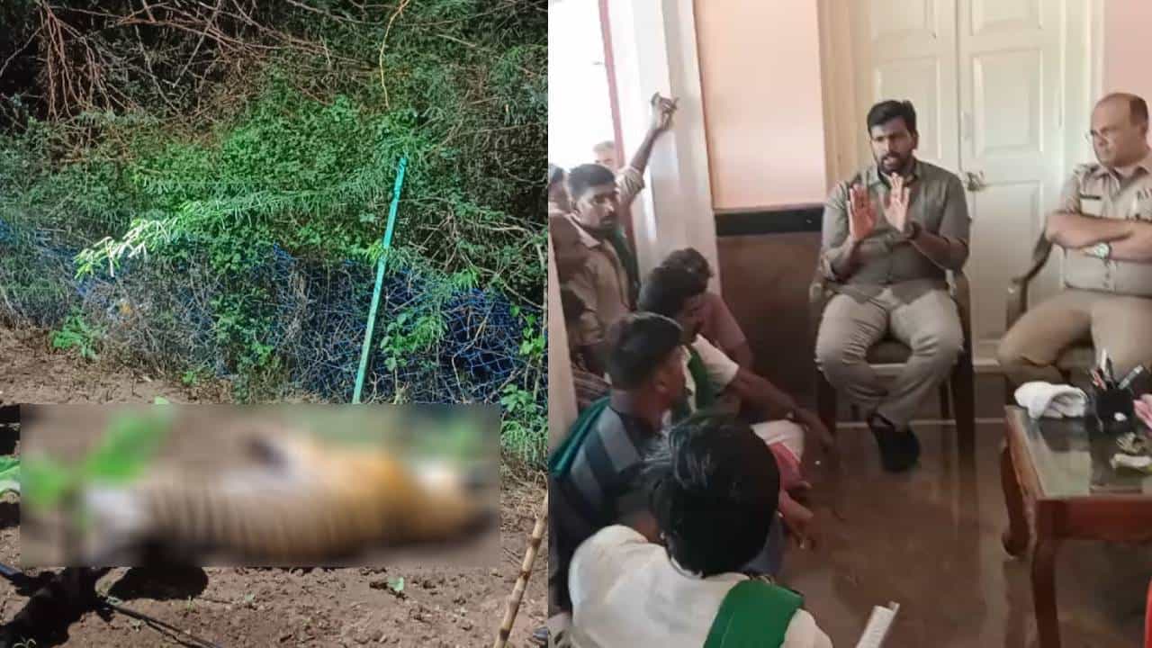 ಚಾಮರಾಜನಗರ: ವಿದ್ಯುತ್ ಶಾಕ್​​ಗೆ ಹೆಣ್ಣು ಹುಲಿ ಬಲಿ; ಅರಣ್ಯಾಧಿಕಾರಿಗಳ ಕಳ್ಳಾಟಕ್ಕೆ ರೊಚ್ಚಿಗೆದ್ದ ರೈತರು