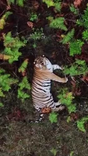 ರೈತರ ತೋಟದಲ್ಲಿ ಓಡಾಡಿಕೊಂಡಿದ್ದ ಹೆಣ್ಣು ಹುಲಿ ಸೆರೆ!