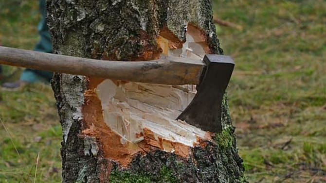 ಸಾವಿರಾರು ಮರಗಳ ಮಾರಣಹೋಮಕ್ಕೆ ಸಜ್ಜಾದ ಸರ್ಕಾರ?: ತೀವ್ರ ವಿರೋಧ