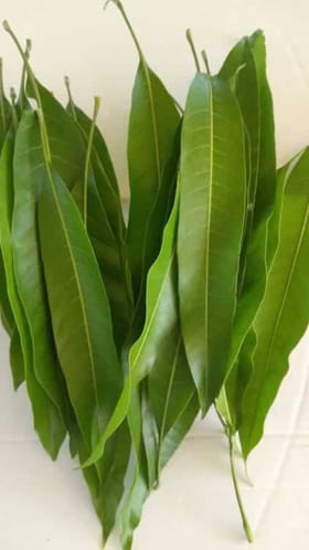 ಯುಗಾದಿ ಹಬ್ಬದ ವಿಶೇಷ; 5 ಮಾವಿನ ಎಲೆಗೆ 92ರೂ.