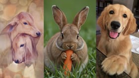 ಮನೆಯ ಅದೃಷ್ಟ ಬದಲಿಸಬಲ್ಲವು ಈ ಮೂಕ ಜೀವಿಗಳು; ವಾಸ್ತು ಹೇಳುವುದೇನು?