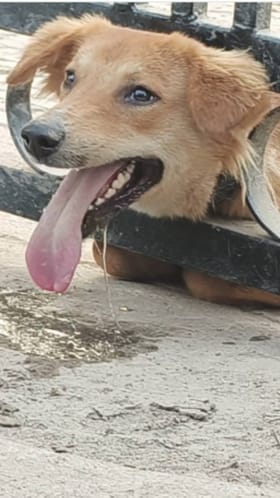 ಗೇಟ್​ ಒಳಗೆ ತಲೆ ಸಿಲುಕಿ ಒದ್ದಾಡುತ್ತಿದ್ದ ಶ್ವಾನದ ರಕ್ಷಣೆ; ವಿಡಿಯೋ ವೈರಲ್​