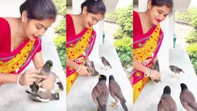 ಹಕ್ಕಿಗಳ ನಡುವಿನ ಜಗಳವನ್ನು ಬಿಡಿಸಿದ ಮಹಿಳೆ