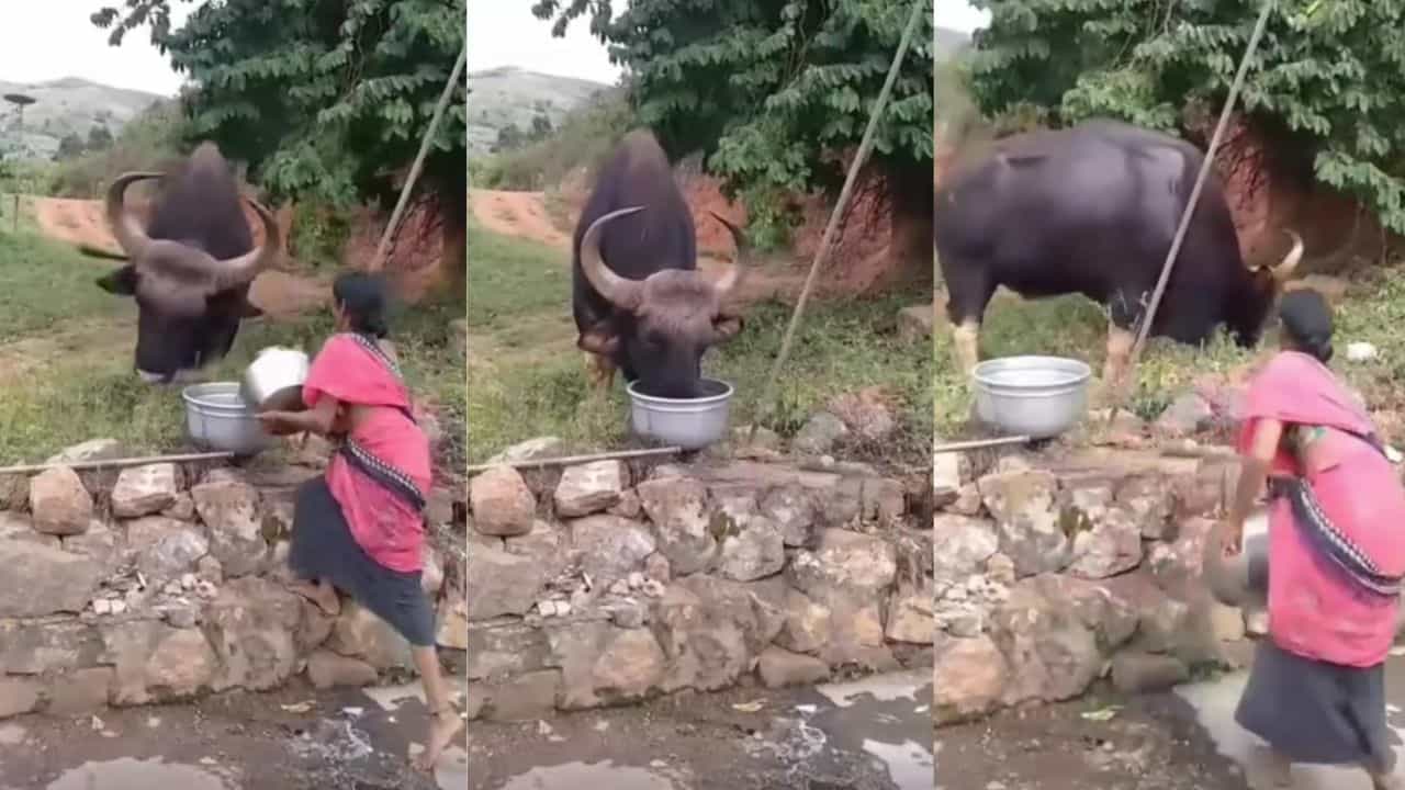 Video: ಕಾಡುಕೋಣಕ್ಕೆ ನೀರು ಕೊಟ್ಟು ಬಾಯಾರಿಕೆ ನೀಗಿಸಿದ ಮಹಿಳೆ, ವೈರಲ್‌ ಆಯ್ತು ದೃಶ್ಯ