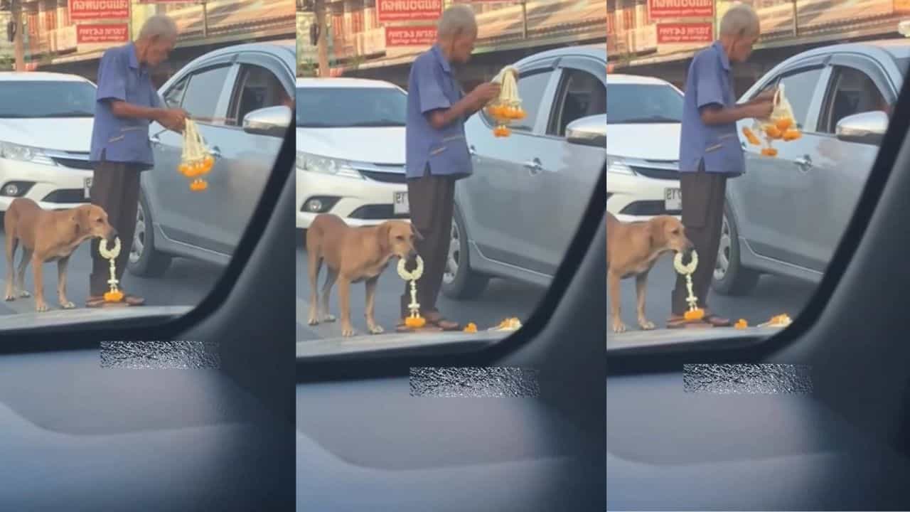 Video: ದುಡಿಮೆಯಲ್ಲಿ ಖುಷಿ ಕಾಣುವ ಹಿರಿಜೀವಕ್ಕೆ ಹೆಗಲಾದ ಶ್ವಾನ