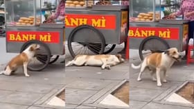 ತನ್ನ ಕಾಲೆರಡು ಸ್ವಾಧೀನ ಕಳೆದುಕೊಂಡಂತೆ ನಟಿಸಿ ಆಹಾರ ಗಿಟ್ಟಿಸಿಕೊಂಡ ಶ್ವಾನ