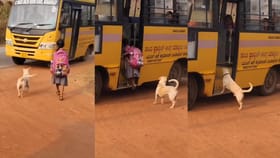 ಪುಟ್ಟ ಹುಡುಗಿಯನ್ನು ಜೋಪಾನವಾಗಿ ಸ್ಕೂಲ್ ಬಸ್‌ಗೆ ಹತ್ತಿಸಿದ ಶ್ವಾನ