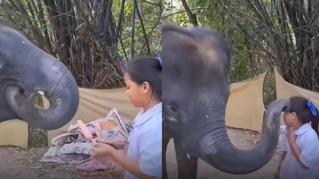 ವಿಡಿಯೋ: ಪುಟ್ಟಹುಡುಗಿ ಐಸ್ ಕ್ರೀಮ್ ಕೊಟ್ಟಿದ್ದಕ್ಕೆ ಮುತ್ತು ಕೊಟ್ಟು ಥ್ಯಾಂಕ್ಸ್ ಹೇಳಿದ ಗಜರಾಜ