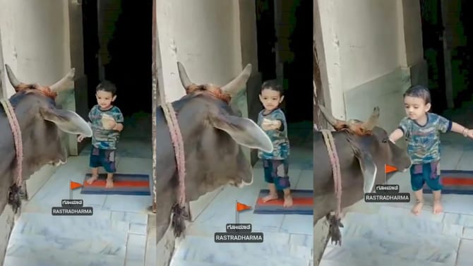 ಮನೆ ಮುಂದೆ ಬಂದು ನಿಂತ ಹಸುವಿನ ಹಸಿವು ನೀಗಿಸಿದ ಪುಟಾಣಿ