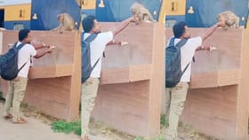 ಮಂಗಕ್ಕೆ ನೀರು ಕುಡಿಸಿ ಬಾಯಾರಿಕೆ ನೀಗಿಸಿದ ಯುವಕ