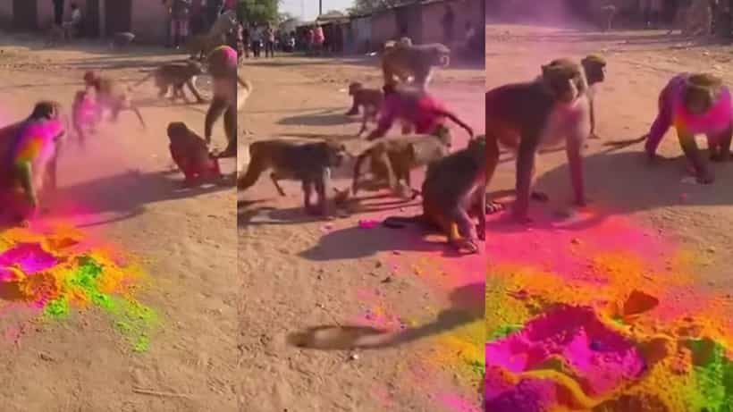Video: ಬಣ್ಣದಲ್ಲಿ ಮಿಂದೆದ್ದ ಕೋತಿಗಳು, ವೈರಲ್ ಆಯ್ತು ದೃಶ್ಯ