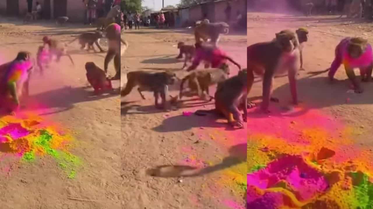 Video: ಬಣ್ಣದಲ್ಲಿ ಮಿಂದೆದ್ದ ಕೋತಿಗಳು, ವೈರಲ್ ಆಯ್ತು ದೃಶ್ಯ