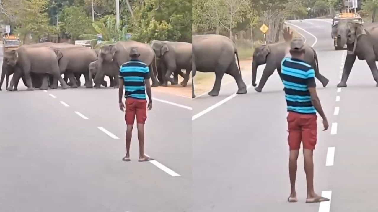 Video: ರಸ್ತೆ ದಾಟಲು ಸಹಾಯ ಮಾಡಿದ ವ್ಯಕ್ತಿಗೆ ಸೊಂಡಿಲೆತ್ತಿ ಧನ್ಯವಾದ ತಿಳಿಸಿದ ಆನೆಗಳ ಹಿಂಡು Video: ರಸ್ತೆ ದಾಟಲು ಸಹಾಯ ಮಾಡಿದ ವ್ಯಕ್ತಿಗೆ ಸೊಂಡಿಲೆತ್ತಿ ಧನ್ಯವಾದ ತಿಳಿಸಿದ ಆನೆಗಳ ಹಿಂಡು
