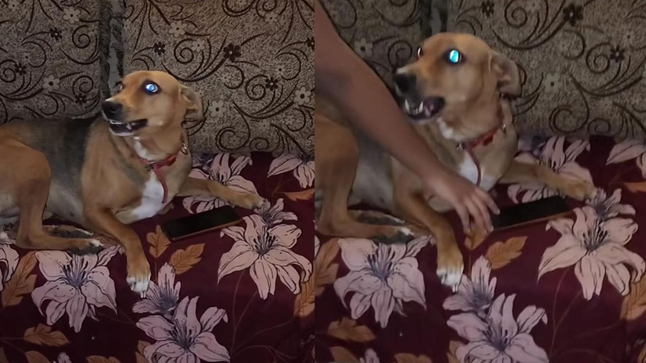 Video: ಮಾಲಕಿಯ ಮೊಬೈಲ್ ಯಾರು ಮುಟ್ಟದಂತೆ ಕಾವಲಿಗೆ ನಿಂತ ಶ್ವಾನ