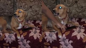 ಮಾಲಕಿಯ ಮೊಬೈಲ್ ಯಾರು ಮುಟ್ಟದಂತೆ ನೋಡಿಕೊಂಡ ಶ್ವಾನ